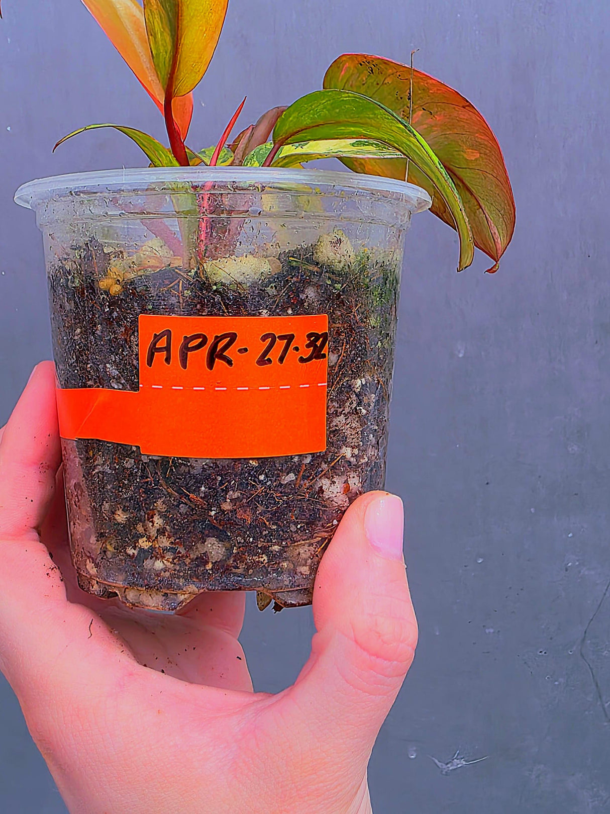 Variegated Philodendron Strawberry Shake Live Plant - Rare Collector Plant - EXACT Plant - US Seller