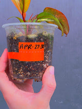Variegated Philodendron Strawberry Shake Live Plant - Rare Collector Plant - EXACT Plant - US Seller