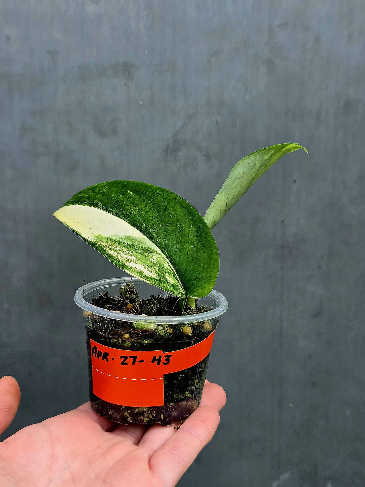 Scindapsus Jade Satin Variegated Plant in a Nursery Pot  - Rare Tropical - EXACT Plant - US Seller