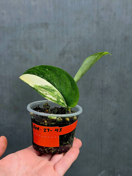 Scindapsus Jade Satin Variegated Plant in a Nursery Pot  - Rare Tropical - EXACT Plant - US Seller