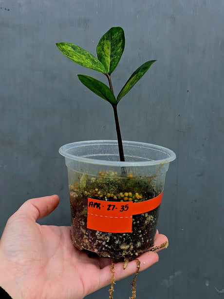 Variegated ZZ Gold Live Plant - Rare Zamioculcas Zamiifolia Variegata - Indoor Houseplant - Collector's Aroid - EXACT Same Plant - US Seller