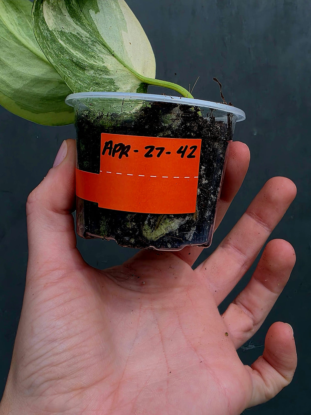 Scindapsus Jade Satin Variegated Plant in a Nursery Pot - Rare Tropical - EXACT Plant - US Seller