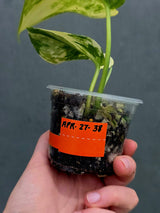Scindapsus Jade Satin Variegated Plant in a Nursery Pot  - Rare Tropical - EXACT Plant - US Seller
