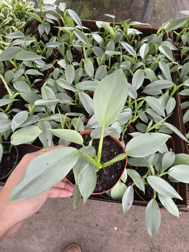 Philodendron Silver Sword