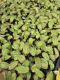 Philodendron paraiso verde 