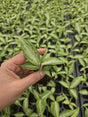 Aglaonema White Rain Plant 