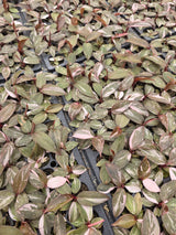 Philodendron Pink Princess