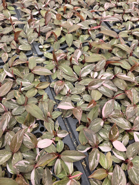 Philodendron Pink Princess