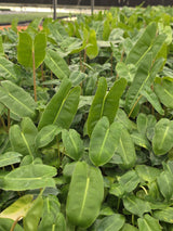 Philodendron Burle Marx 