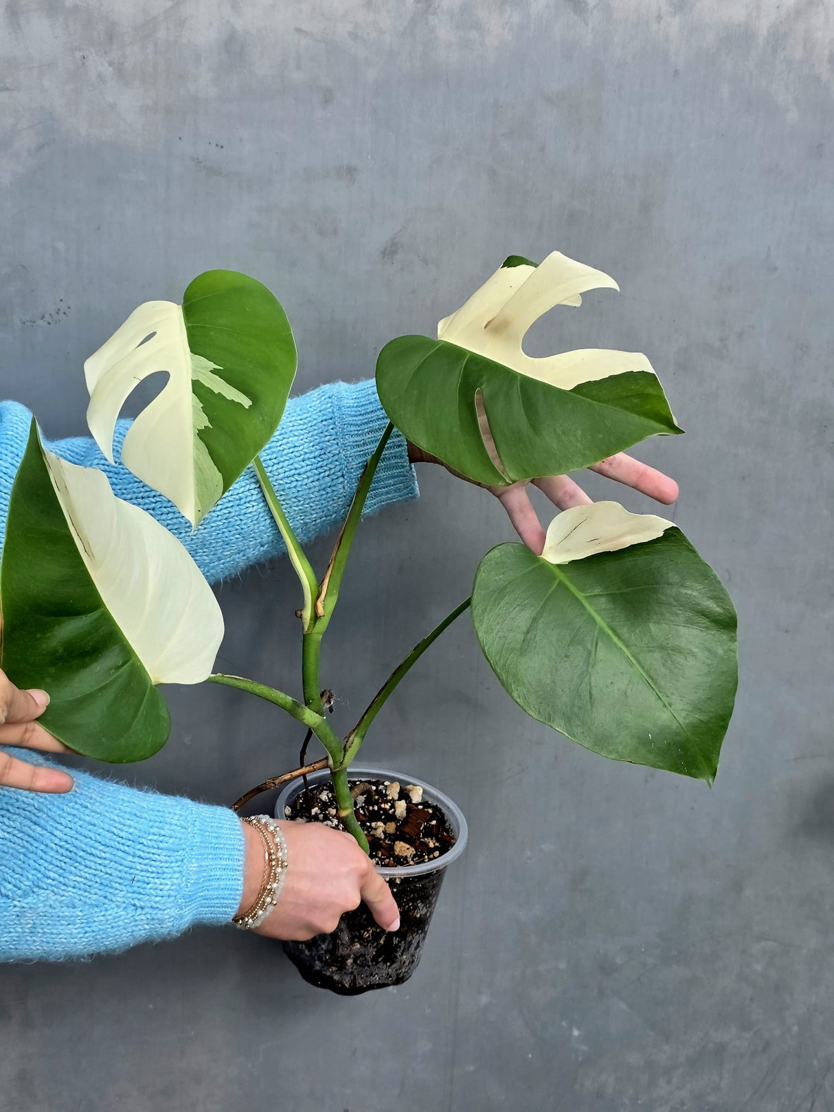Rare Variegated Monstera Albo Half-Moon Leaf Plant - White Albo Borsigiana Plant - EXACT Plant - US Seller