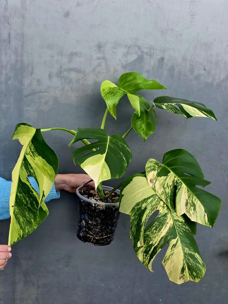 Monstera Aurea Variegated Borsigiana Live plant - Monstera Marmota Large Form - EXACT Same Plant - US Seller