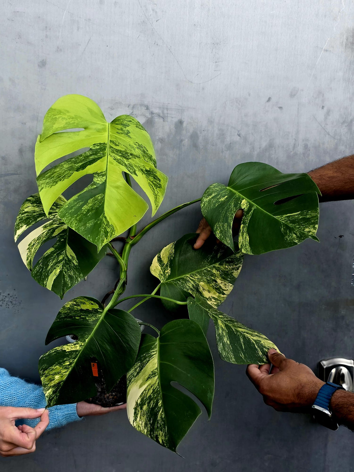 Monstera Aurea Variegated Borsigiana Live plant - Monstera Marmota Large Form - EXACT Same Plant - US Seller