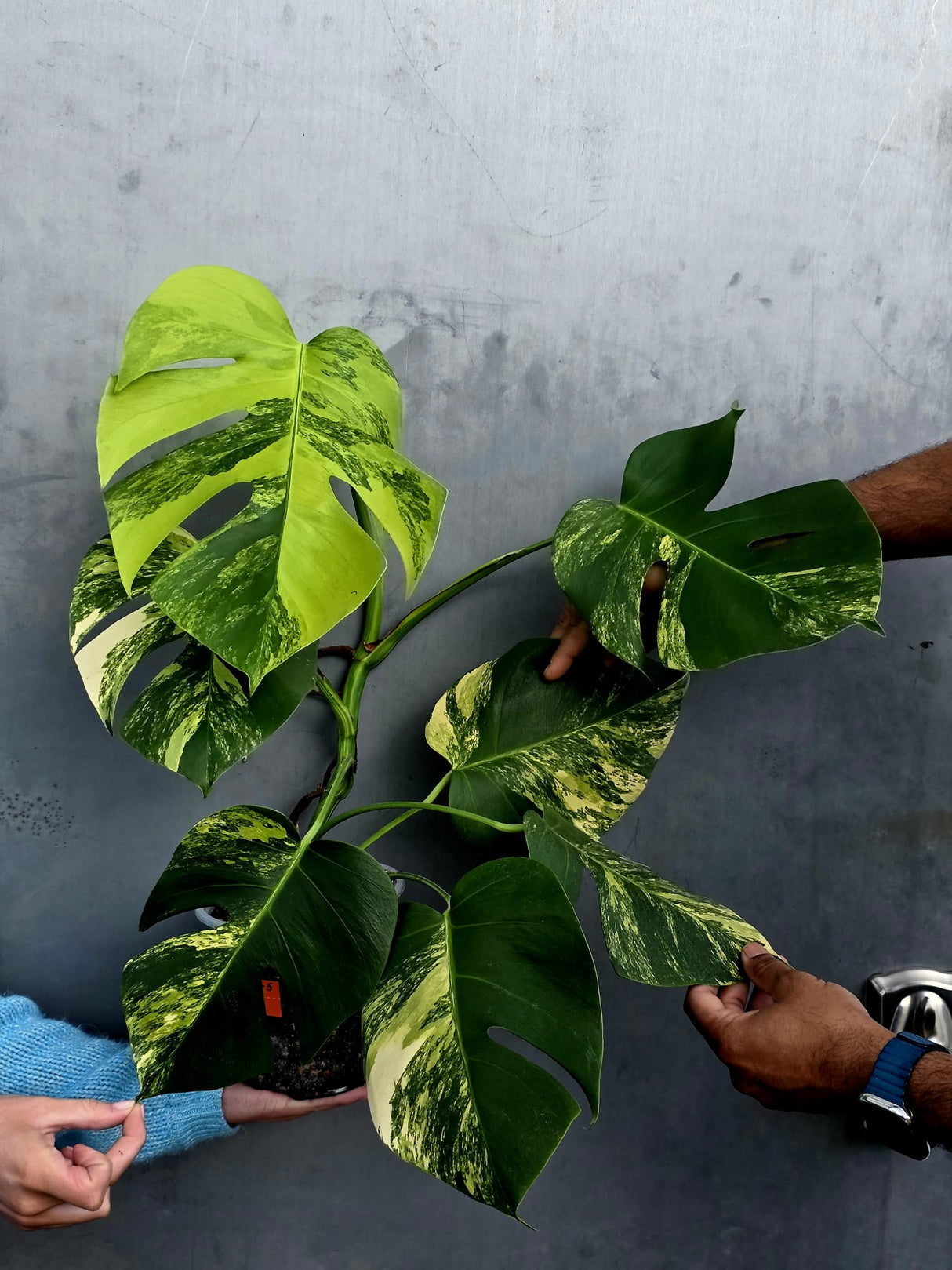 Monstera Aurea Variegated Borsigiana Live plant - Monstera Marmota Large Form - EXACT Same Plant - US Seller