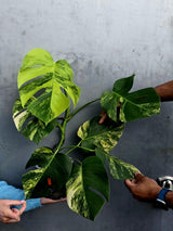 Monstera Aurea Variegated Borsigiana Live plant - Monstera Marmota Large Form - EXACT Same Plant - US Seller