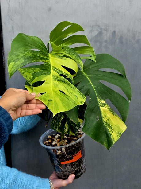 Monstera Aurea Variegated Borsigiana Live plant - Monstera Marmota Large Form - EXACT Same Plant - US Seller