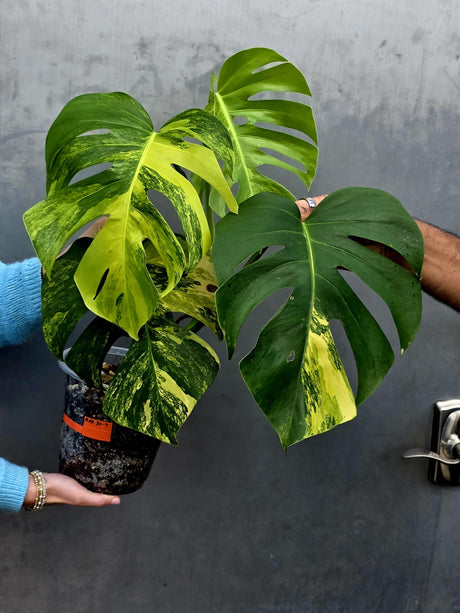 Monstera Aurea Variegated Borsigiana Live plant - Monstera Marmota Large Form - EXACT Same Plant - US Seller
