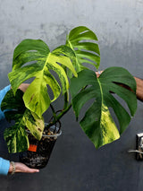 Monstera Aurea Variegated Borsigiana Live plant - Monstera Marmota Large Form - EXACT Same Plant - US Seller