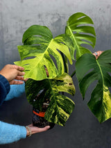 Monstera Aurea Variegated Borsigiana Live plant - Monstera Marmota Large Form - EXACT Same Plant - US Seller