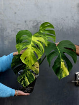 Monstera Aurea Variegated Borsigiana Live plant - Monstera Marmota Large Form - EXACT Same Plant - US Seller