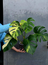 Monstera Aurea Variegated Borsigiana Live plant - Monstera Marmota Large Form - EXACT Same Plant - US Seller