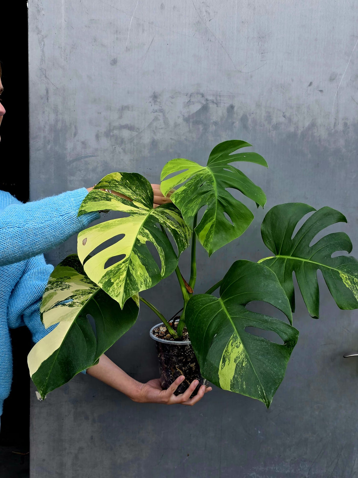 Monstera Aurea Variegated Borsigiana Live plant - Monstera Marmota Large Form - EXACT Same Plant - US Seller