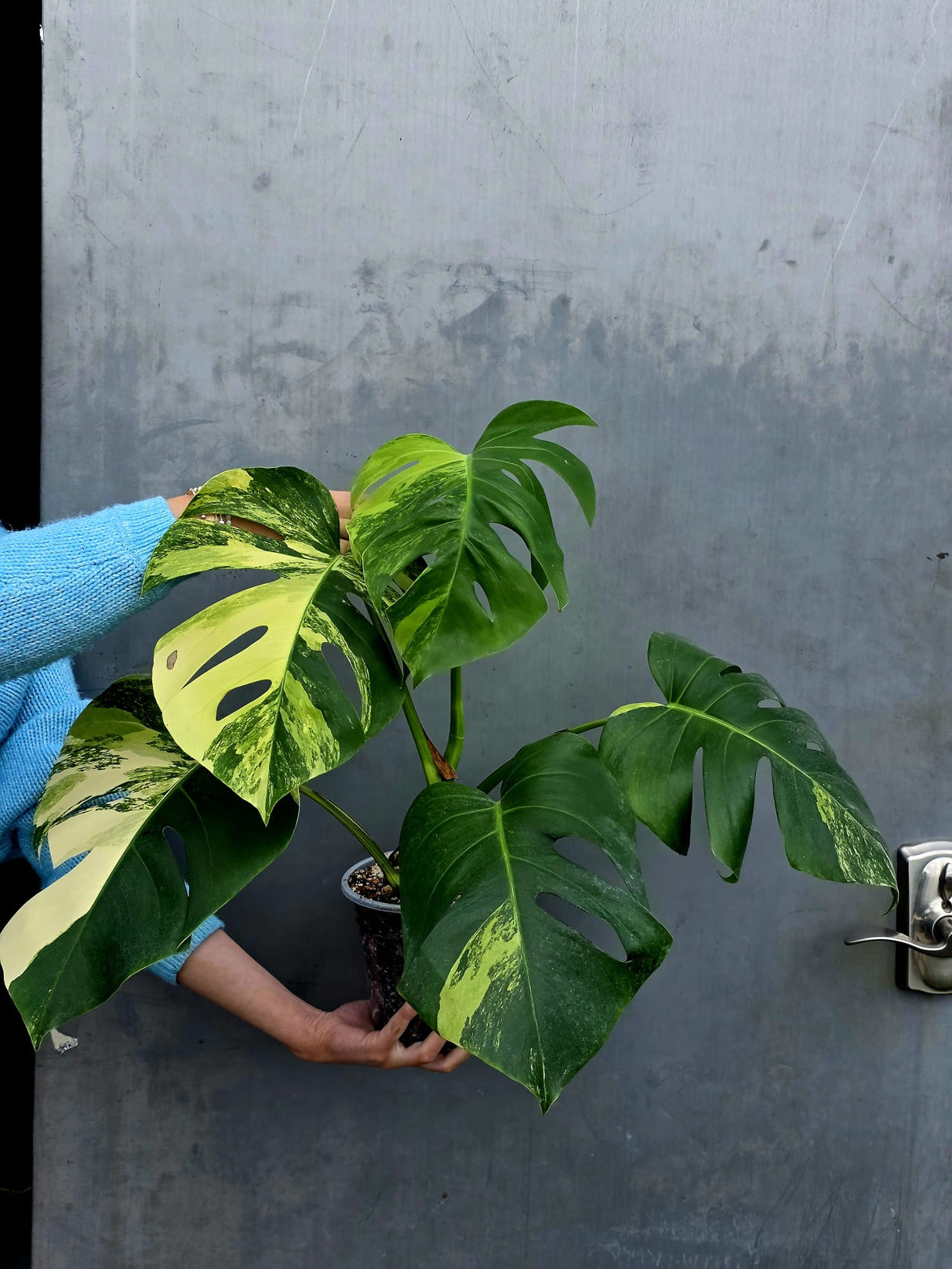 Monstera Aurea Variegated Borsigiana Live plant - Monstera Marmota Large Form - EXACT Same Plant - US Seller