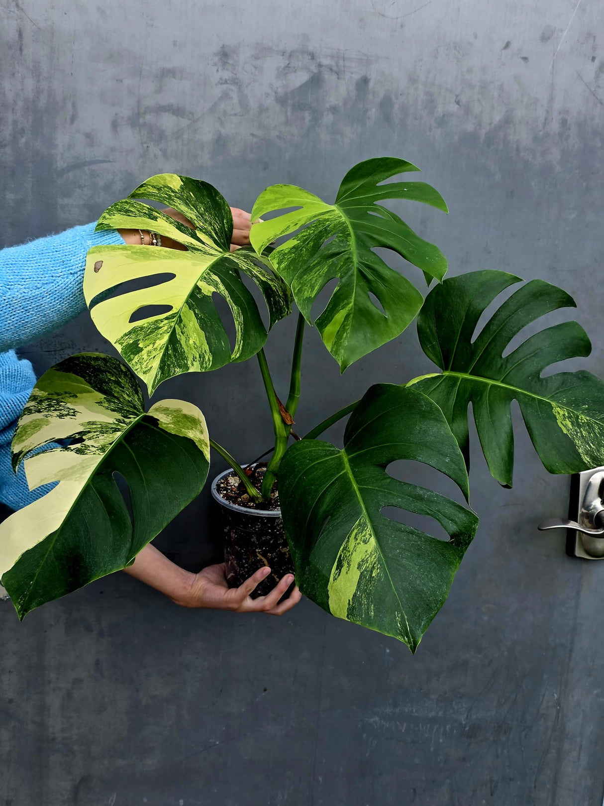 Monstera Aurea Variegated Borsigiana Live plant - Monstera Marmota Large Form - EXACT Same Plant - US Seller
