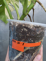 Monstera Aurea Variegated Borsigiana Live plant - Monstera Marmota Large Form - EXACT Same Plant - US Seller