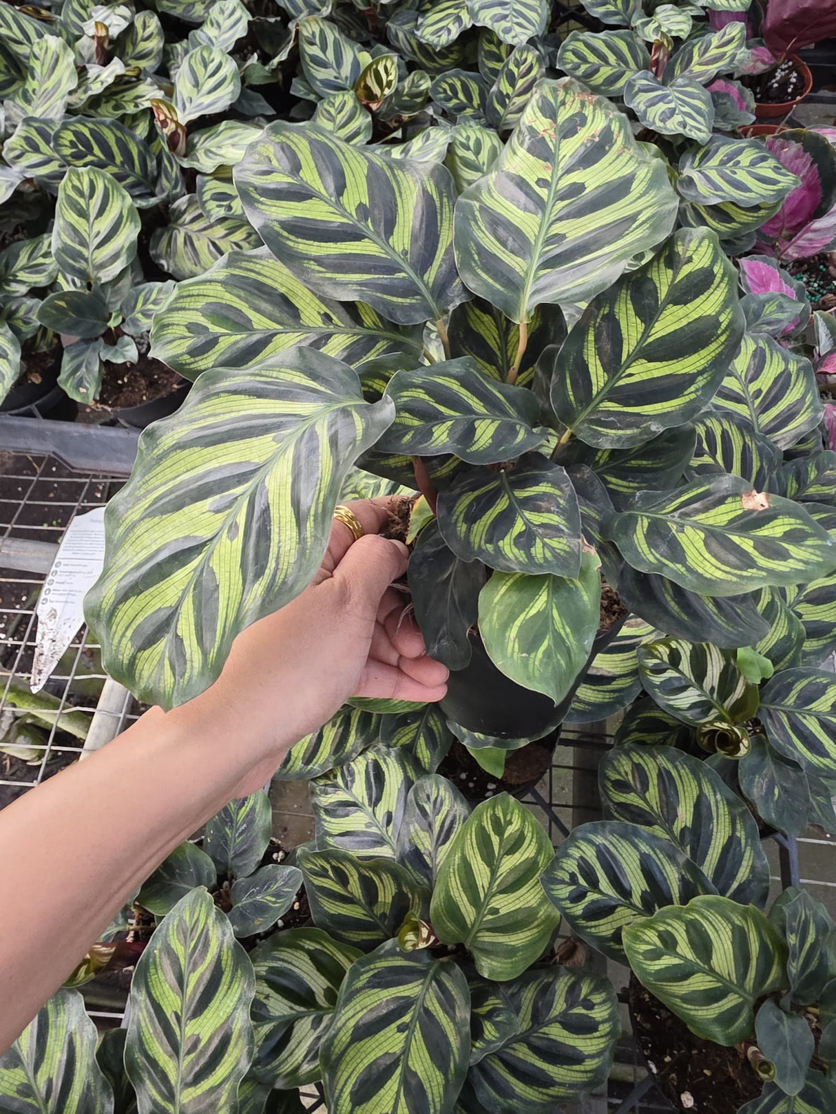Calathea Makoyana 