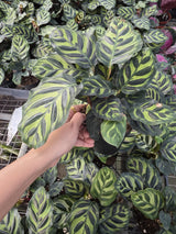 Calathea Makoyana 