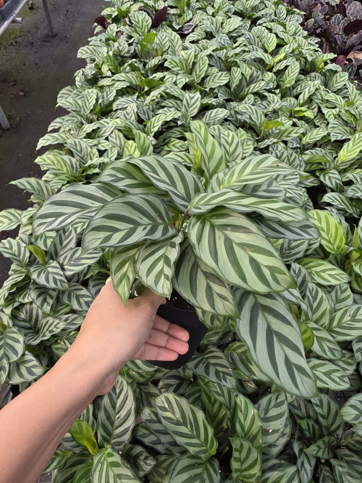 Calathea Freddie 