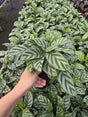 Calathea Freddie 