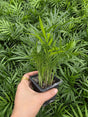 Parlour Palm 