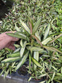 Hoya Kentiana Variegated 