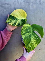 Monstera Aurea Variegated Borsigiana in a Nursery Pot - Rare Monstera Marmota - SAME Plant - US Seller