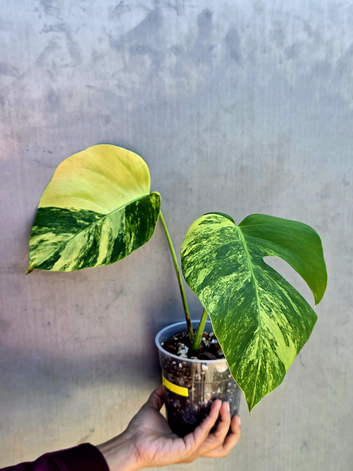 Monstera Aurea Variegated Borsigiana in a Nursery Pot - Rare Monstera Marmota - SAME Plant - US Seller