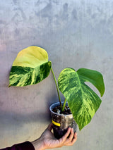 Monstera Aurea Variegated Borsigiana in a Nursery Pot - Rare Monstera Marmota - SAME Plant - US Seller
