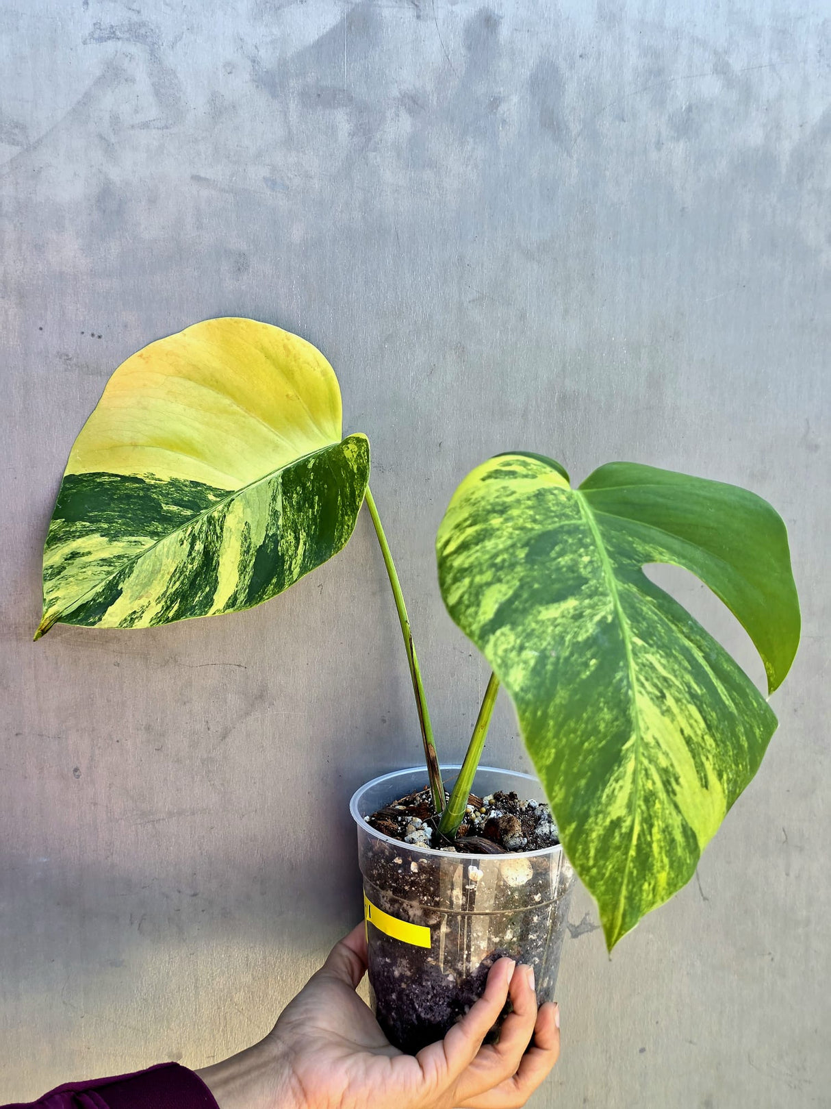 Monstera Aurea Variegated Borsigiana in a Nursery Pot - Rare Monstera Marmota - SAME Plant - US Seller