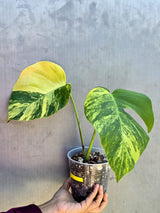 Monstera Aurea Variegated Borsigiana in a Nursery Pot - Rare Monstera Marmota - SAME Plant - US Seller