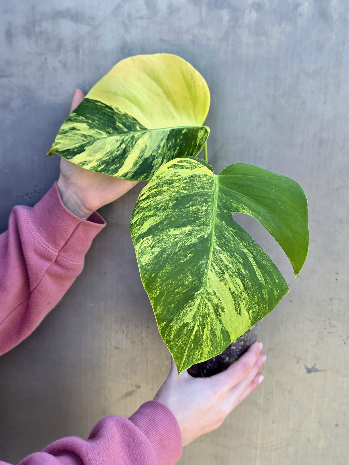 Monstera Aurea Variegated Borsigiana in a Nursery Pot - Rare Monstera Marmota - SAME Plant - US Seller