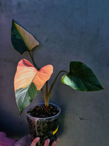 Variegated Homalomena Pink Diamond Live Plant - Rare Pink Foliage Houseplant - Collector's Aroid - Exact Same Plant - US Seller