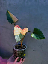 Variegated Homalomena Pink Diamond Live Plant - Rare Pink Foliage Houseplant - Collector's Aroid - Exact Same Plant - US Seller