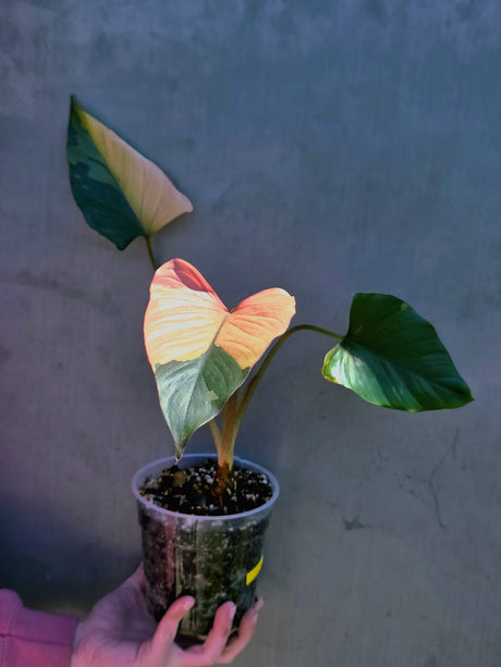 Variegated Homalomena Pink Diamond Live Plant - Rare Pink Foliage Houseplant - Collector's Aroid - Exact Same Plant - US Seller
