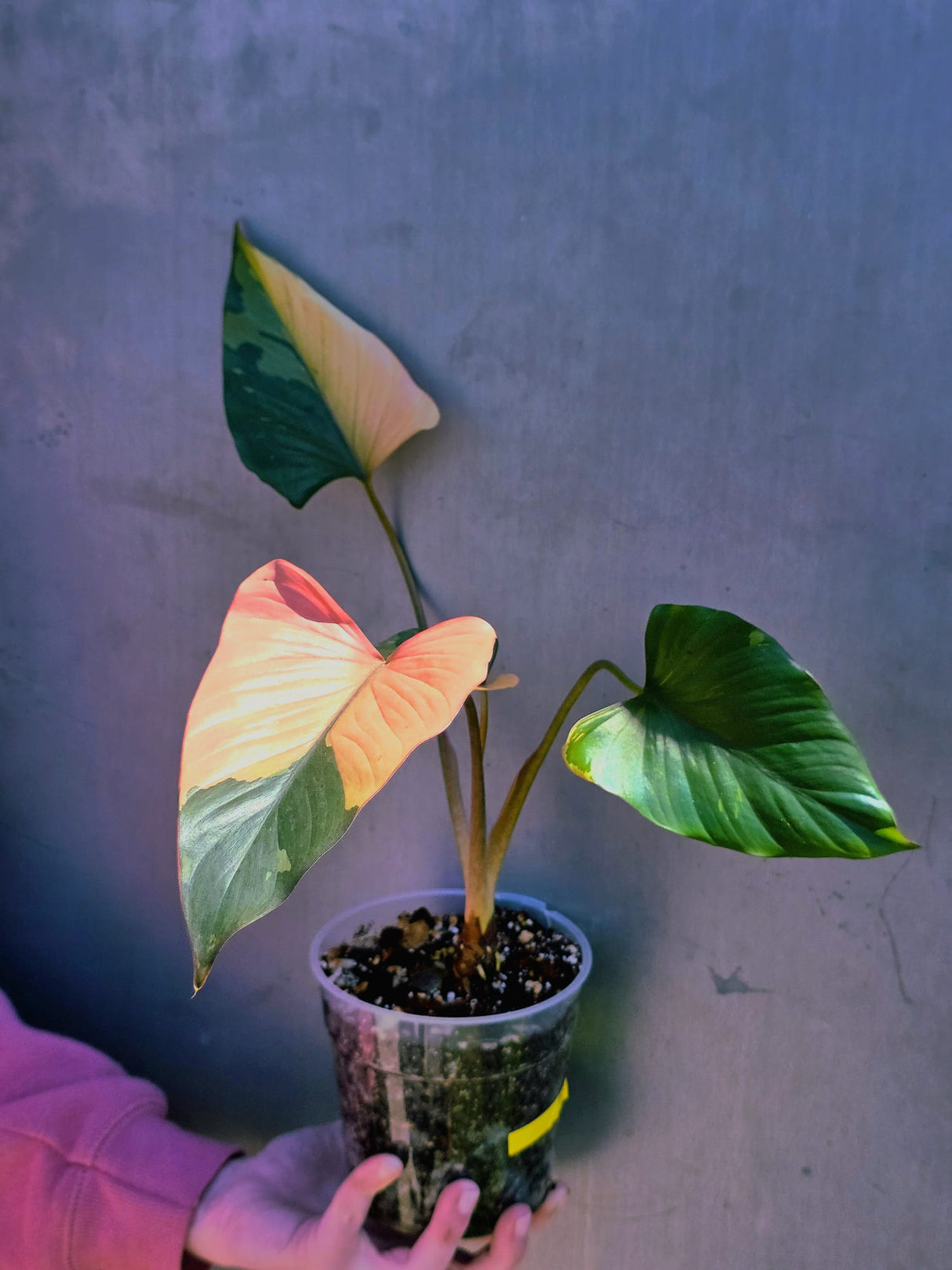 Variegated Homalomena Pink Diamond Live Plant - Rare Pink Foliage Houseplant - Collector's Aroid - Exact Same Plant - US Seller