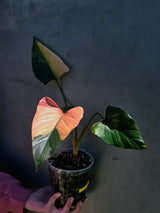 Variegated Homalomena Pink Diamond Live Plant - Rare Pink Foliage Houseplant - Collector's Aroid - Exact Same Plant - US Seller