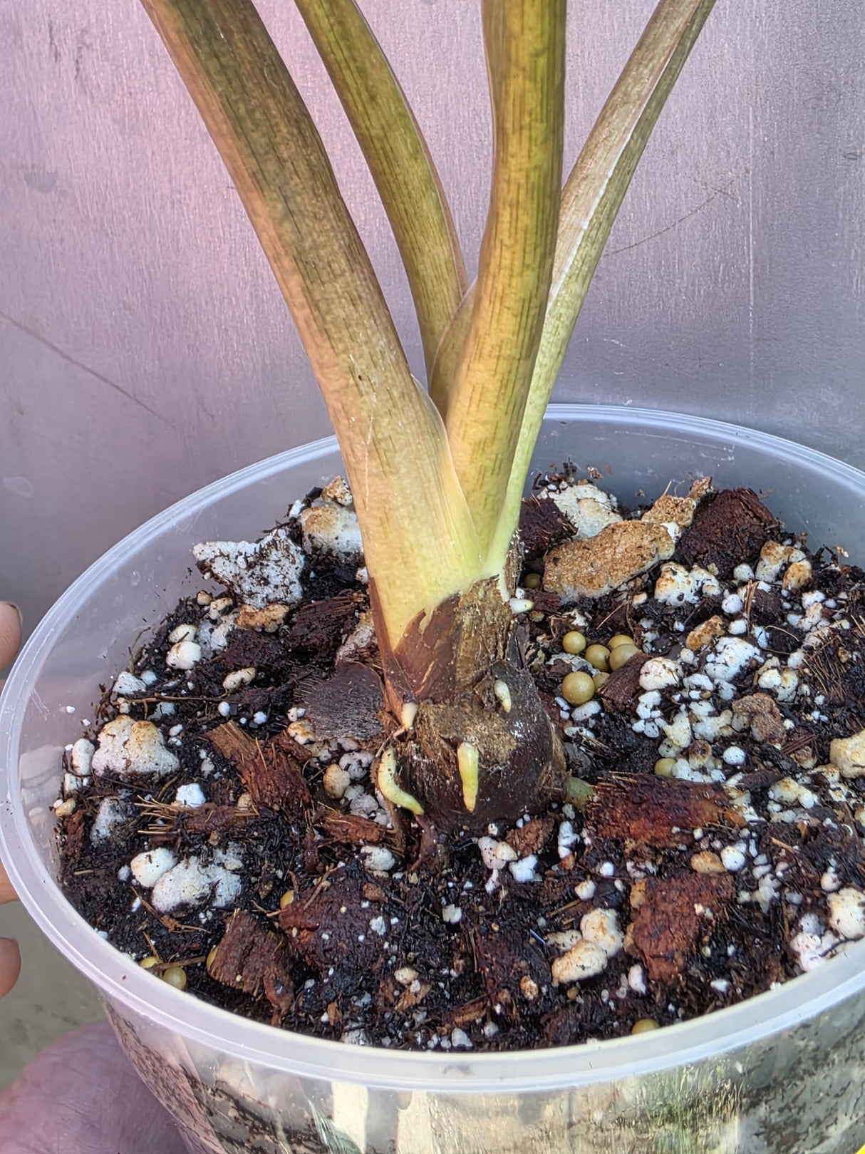 Variegated Homalomena Pink Diamond Live Plant - Rare Pink Foliage Houseplant - Collector's Aroid - Exact Same Plant - US Seller
