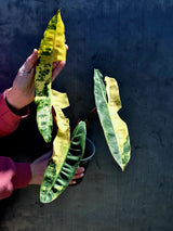 Variegated Philodendron Billietiae Live Plant - Rare Large Leaf Philodendron - Exact Same Plant - US Seller