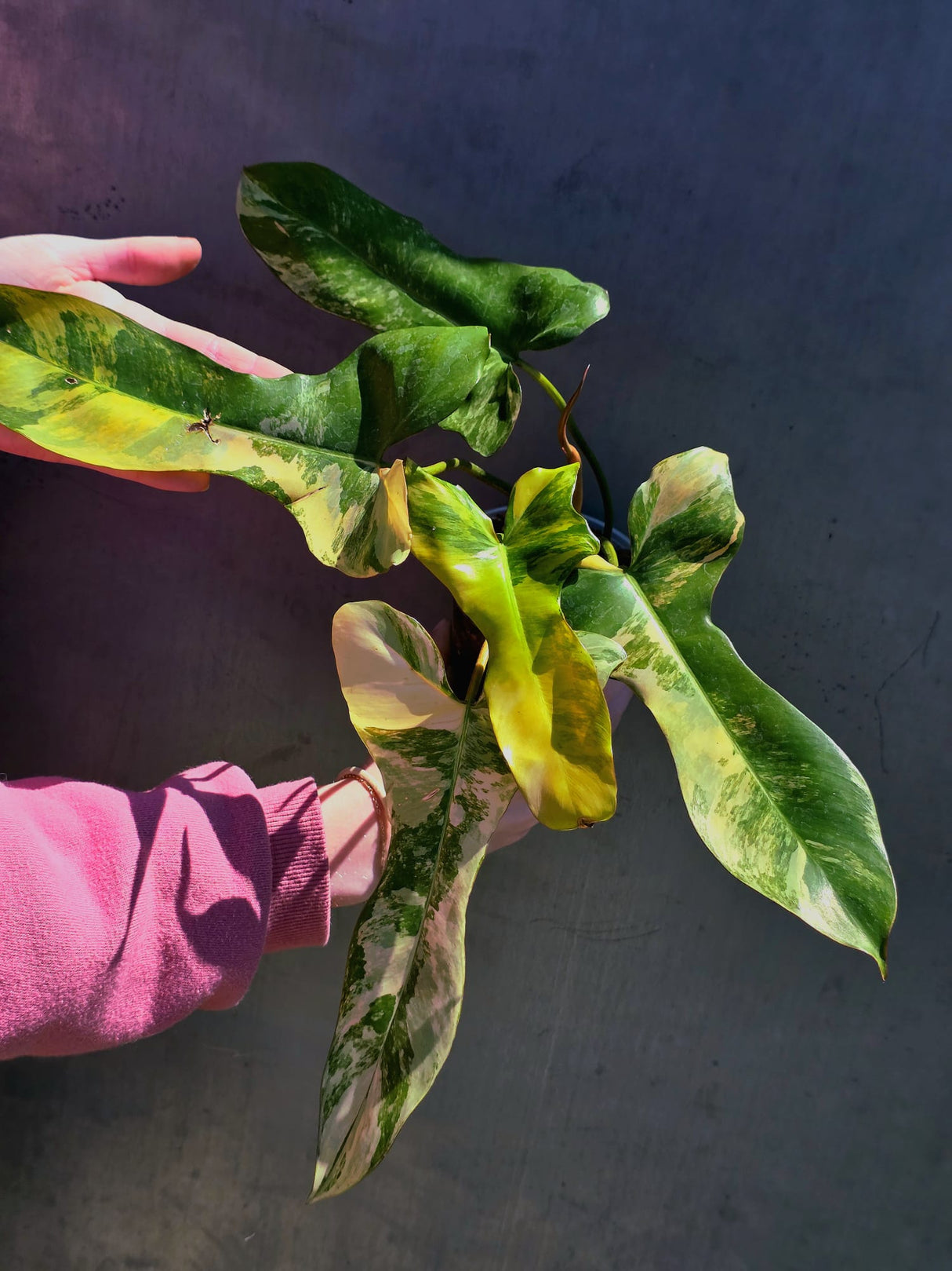 Super Rare Variegated Philodendron Florida Beauty x Billietiae - Best Gift Pant - Exact Same Plant - US Seller - Extremely Rare Live Plant