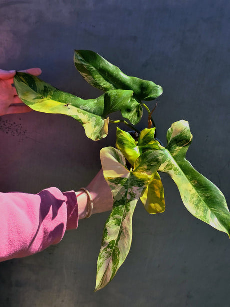 Super Rare Variegated Philodendron Florida Beauty x Billietiae - Best Gift Pant - Exact Same Plant - US Seller - Extremely Rare Live Plant