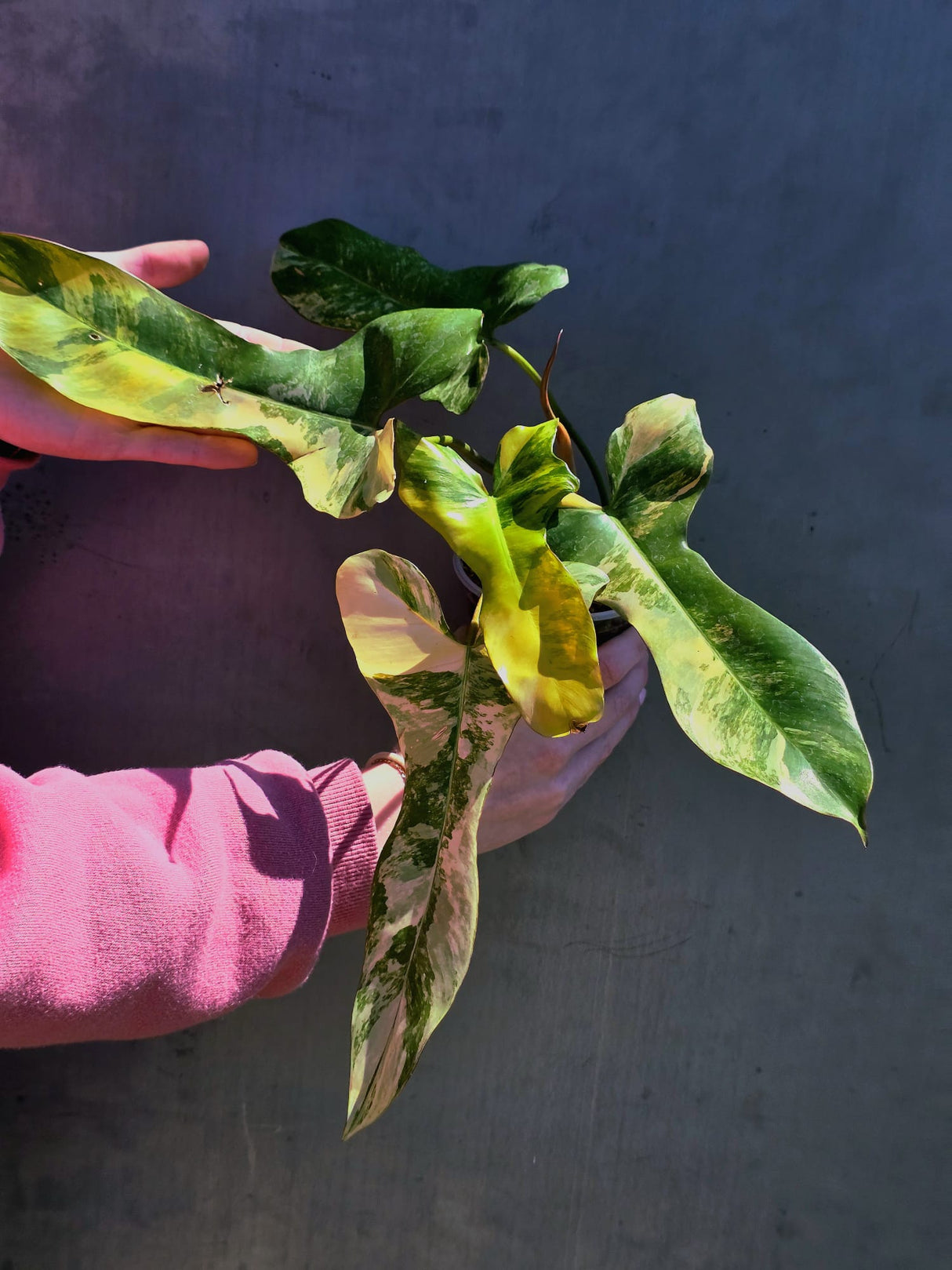 Super Rare Variegated Philodendron Florida Beauty x Billietiae - Best Gift Pant - Exact Same Plant - US Seller - Extremely Rare Live Plant